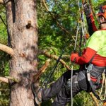 Tree Lopping