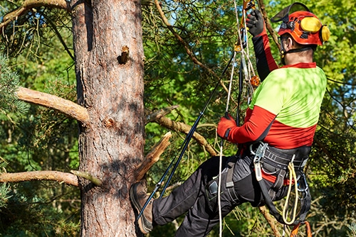 Tree Lopping