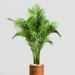 What House Plants Produce The Most Oxygen