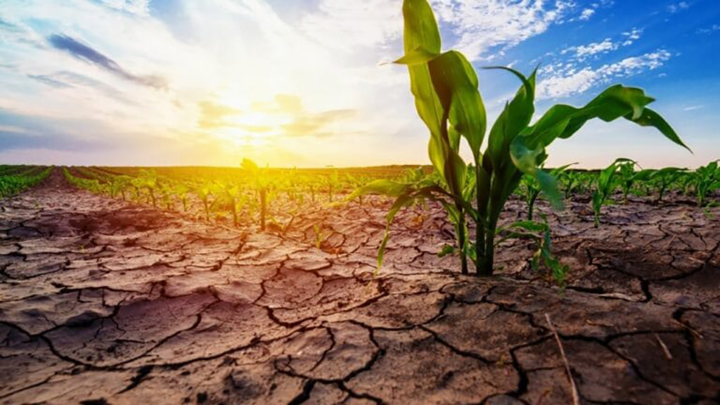 How can we solve the problem of drought?