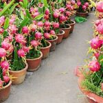 How To Grow Dragon Fruit In Pots