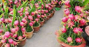 How To Grow Dragon Fruit In Pots