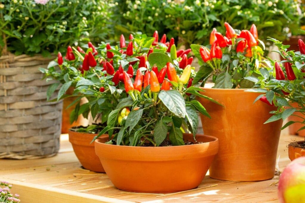 Can i Grow Bell Peppers In a Pot