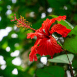 what is the flower of puerto rico