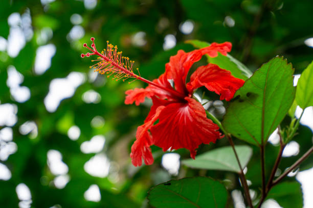 what is the flower of puerto rico
