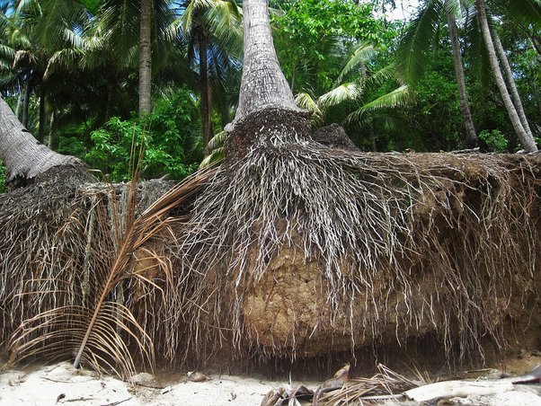 What Do The Roots Of a Palm Tree Look Like