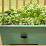 How To Grow Spinach In a Pot