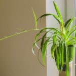 Do Spider Plant Flowers Turn Into Babies