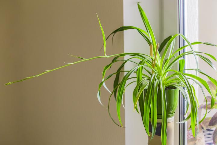 Do Spider Plant Flowers Turn Into Babies