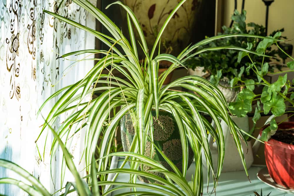 Looks Like a Spider Plant But Isn't