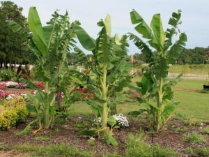 Plant Bananas In Your Garden Here's What Happens