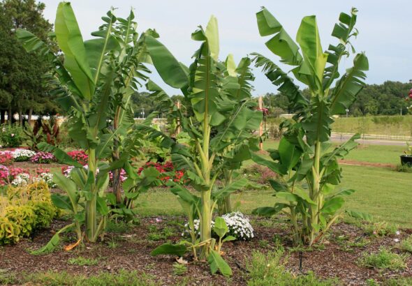 Plant Bananas In Your Garden Here's What Happens
