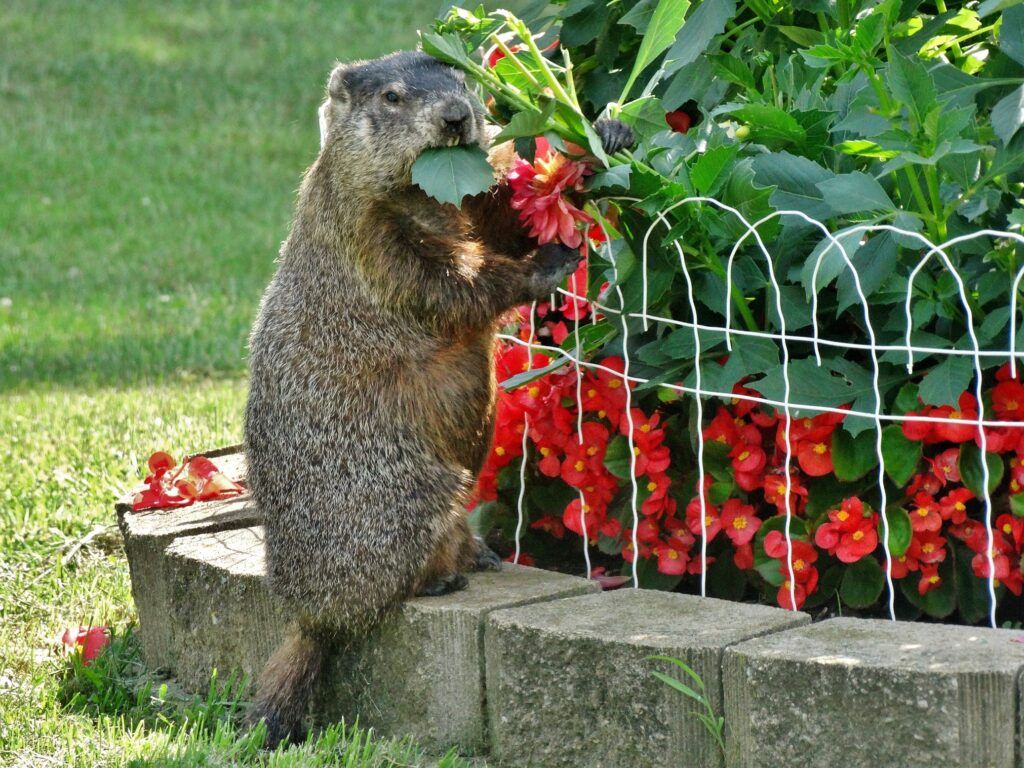 Groundhogs