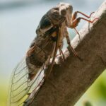 Cicadas