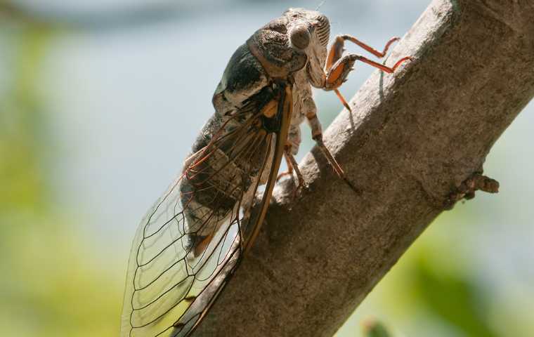 Cicadas