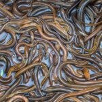 Eels Reproduce