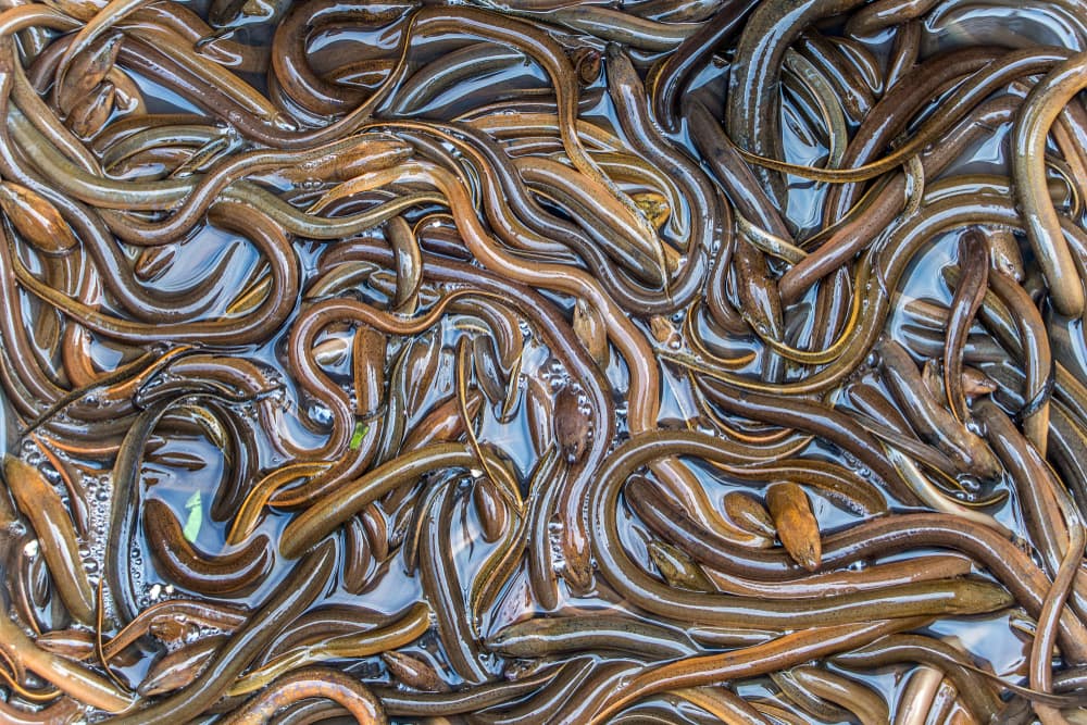 Eels Reproduce