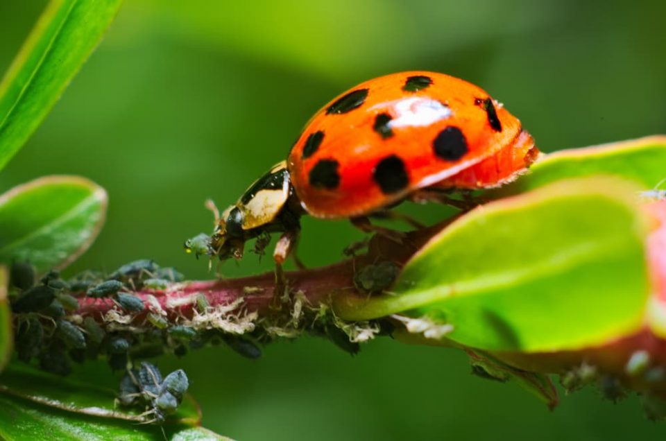 Ladybugs