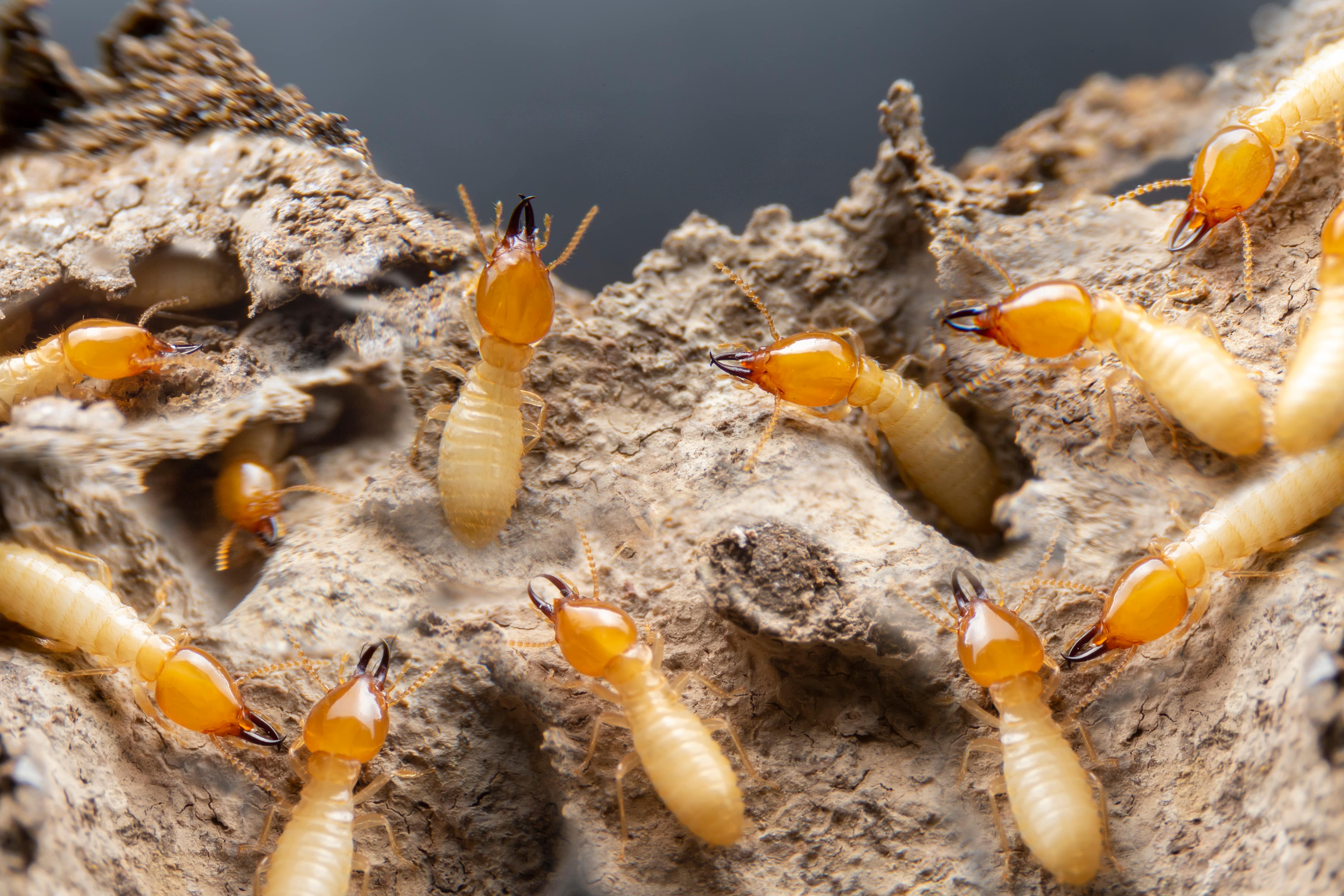 Termites