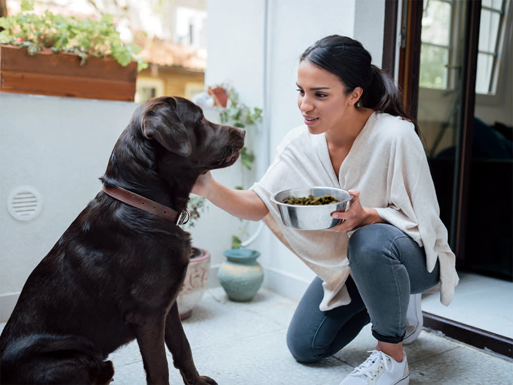Dog Food