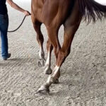 What is EPM in Horses