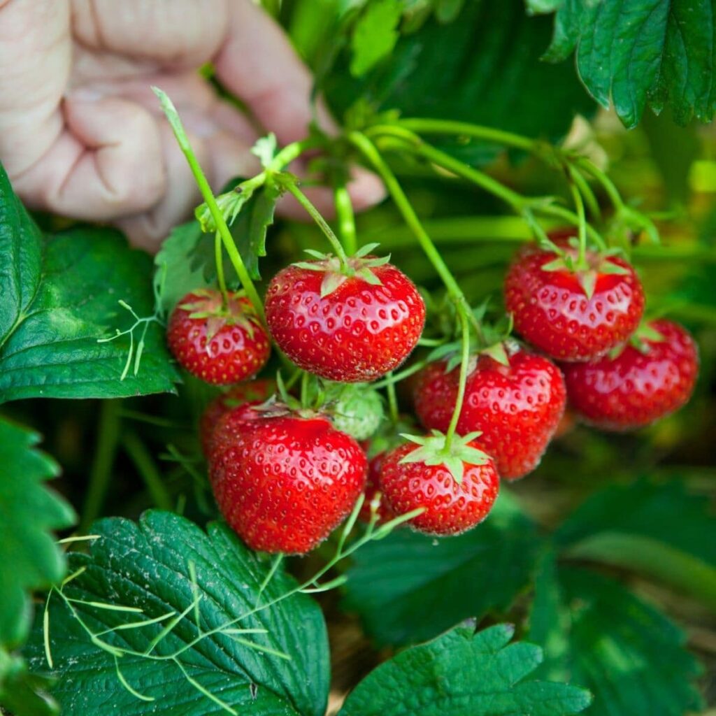 Strawberries