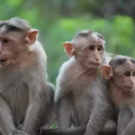 Monkeys