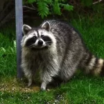 Raccoon