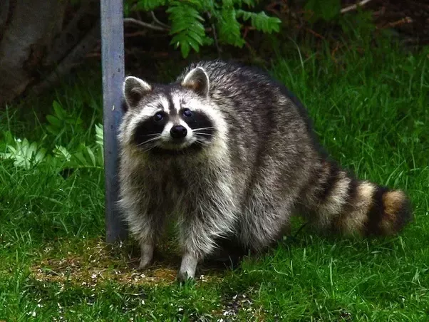 Raccoon