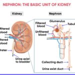 Kidney