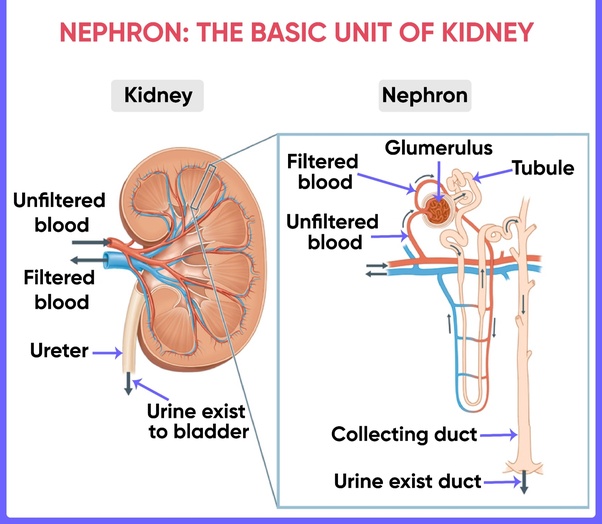 Kidney