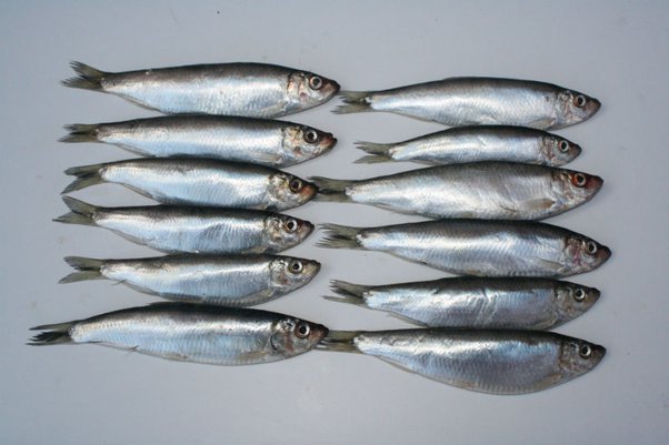 Sprats