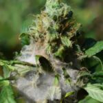 Moldy Weed