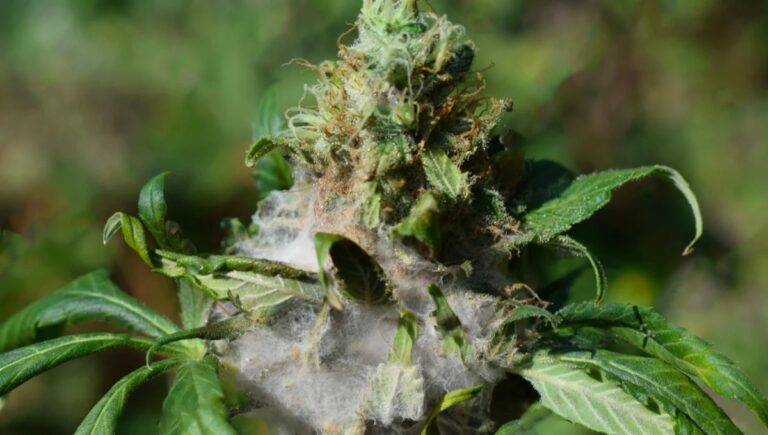 Moldy Weed