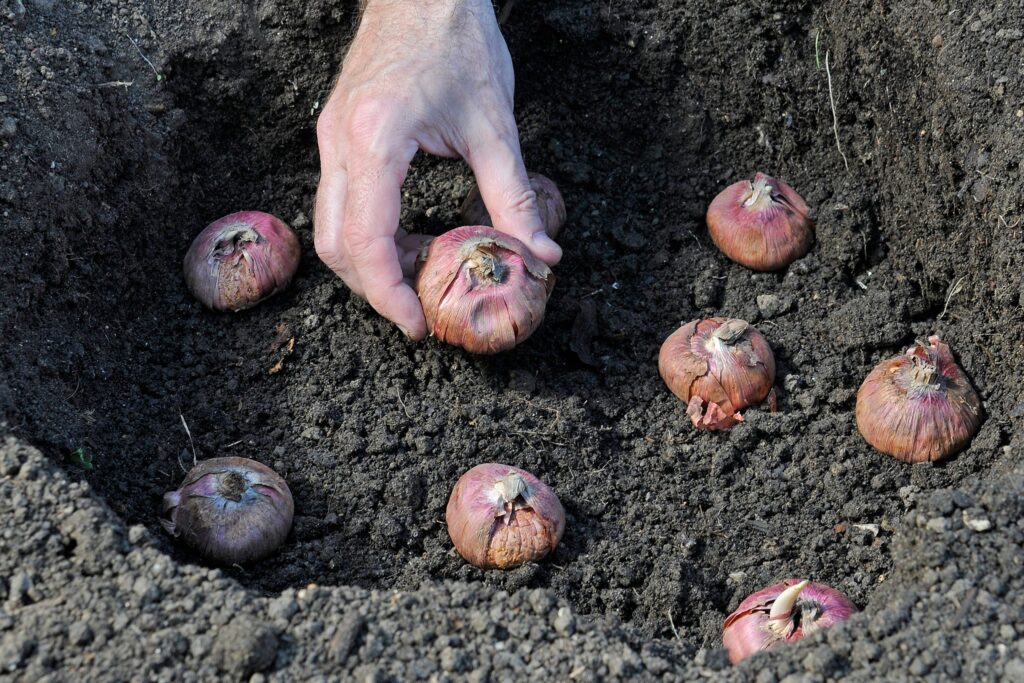 Gladiolus Bulbs