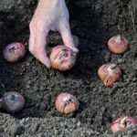 Gladiolus Bulbs