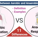 Aerobic and Anaerobic Respiration