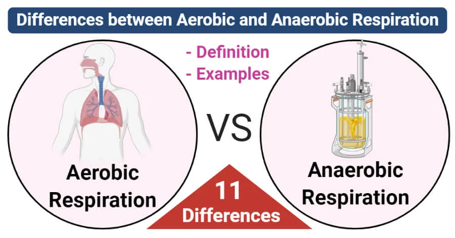 Aerobic and Anaerobic Respiration