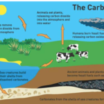 Carbon Cycle