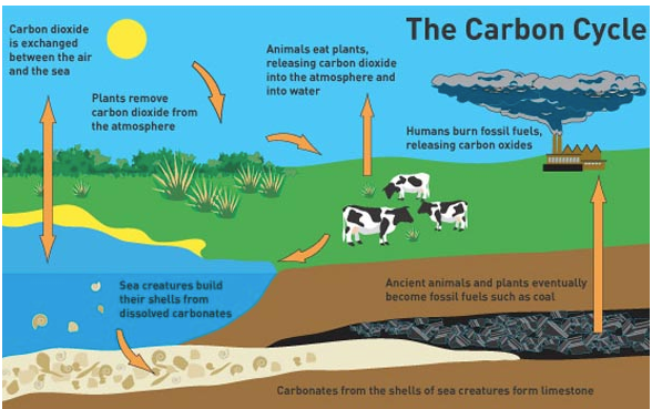 Carbon Cycle