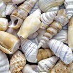 Shells