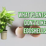 Eggshells